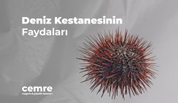 Deniz Kestanesinin Faydaları