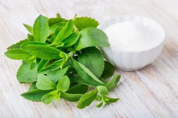 stevia zararlı mı?